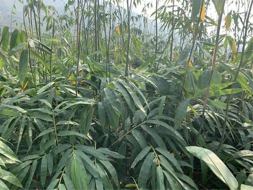 專家來幫忙 助推大關(guān)低熱河谷竹產(chǎn)業(yè)發(fā)展