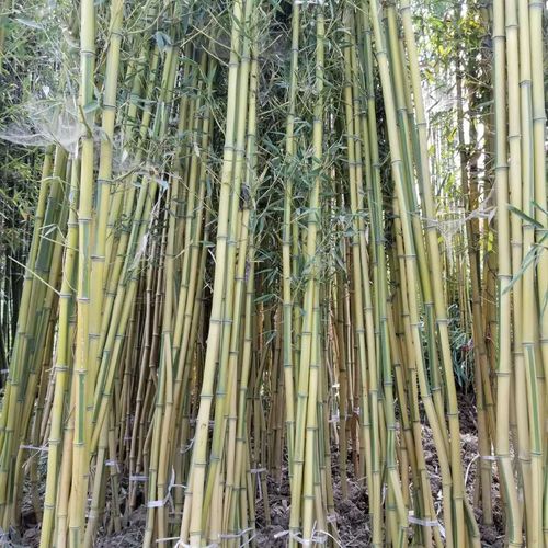 黃竹子價格 黃竹子2公分 金黃竹產(chǎn)地  竹子適應(yīng)南北方種植 靚景園林
