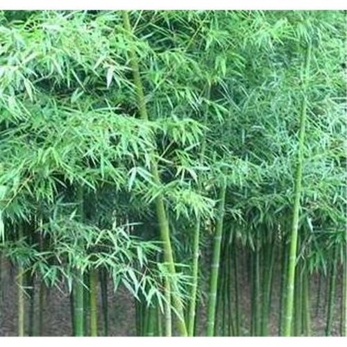 包郵雷竹苗竹子苗根芽苗四季栽種庭院綠化風(fēng)景竹苗室外室內(nèi)能種植