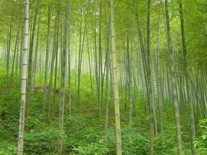 價格商談大禹風(fēng)景竹園------觀賞竹種植培育基