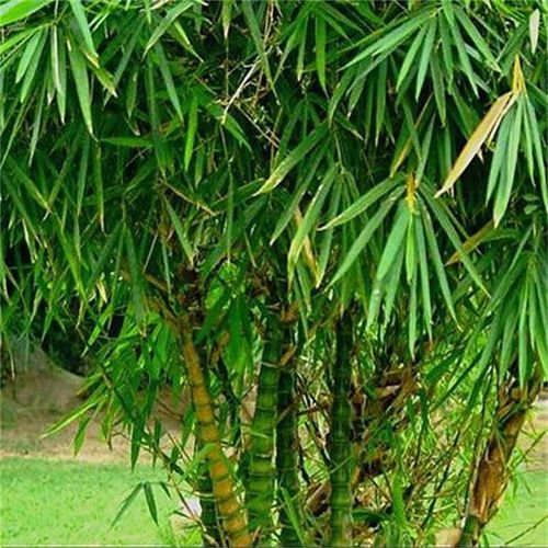 亦運(yùn)林篆 竹子苗 紫竹 金鑲玉竹 青竹庭院種植小竹苗 南北方樹苗植物