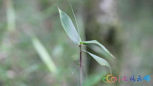 小巧玲瓏的竹子 啥樣 來(lái)看看 陸良玉山竹