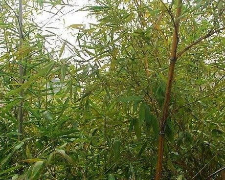 長枝竹 原栽培型