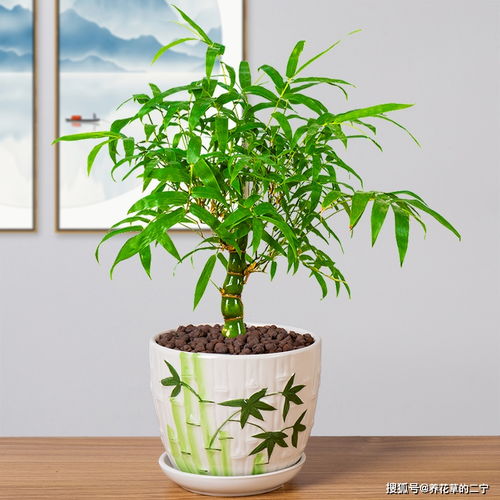家中養 5種竹 ,富貴不俗,護家祥瑞,好日子節節高升