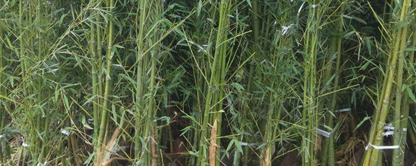 四季竹盆栽種植方法和注意事項