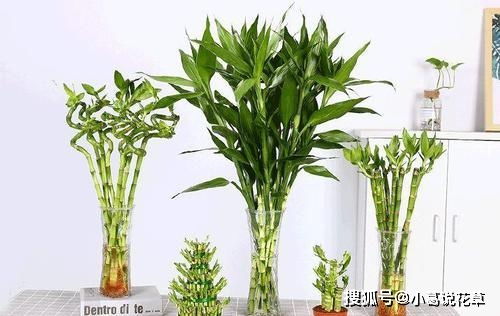 4種漂亮花,寓意好,大戶人家都愛養,值得擁有 開花 花卉 養護