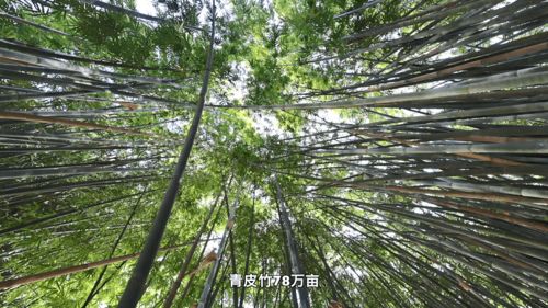 小竹子如何做成大產業 中國竹鄉廣寧縣踐行林下經濟融合創新發展之路
