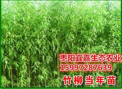 竹柳的經濟效益如何,什么區域和土壤適合種植。