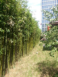 竹子種植北方竹子庭院綠化竹子耐寒竹子批發(fā)竹子