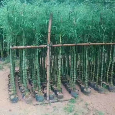 鼓節(jié)竹袋苗 鼓節(jié)竹容器苗 園林觀賞竹子 品種齊全 大量種植