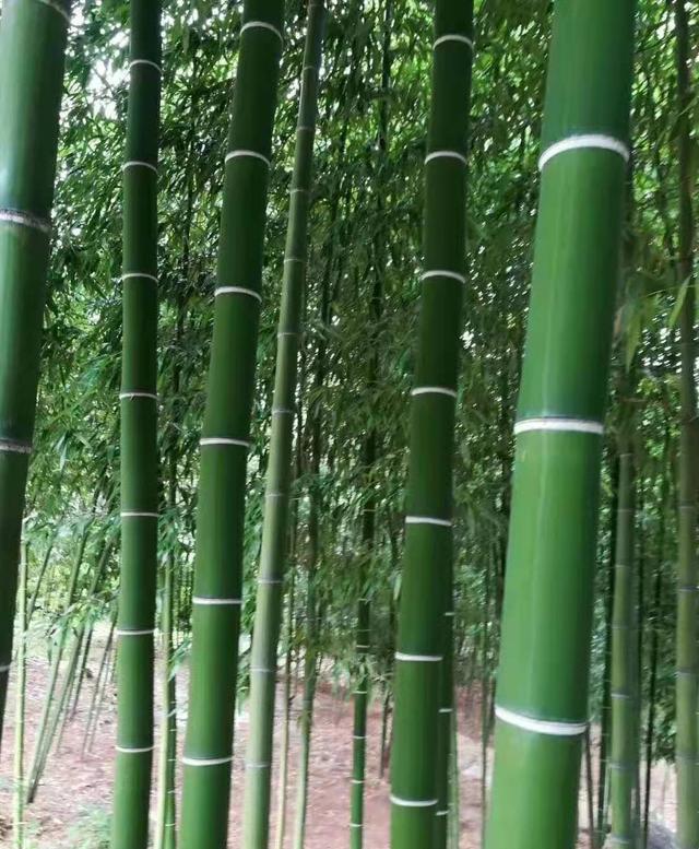 臨朐一村民發(fā)展竹子種植實(shí)現(xiàn)了發(fā)家致富,還綠化了環(huán)境