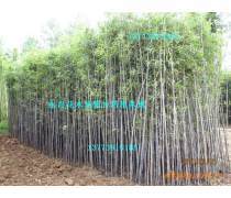 竹子種植企業(yè)黃頁