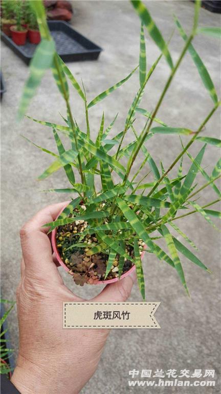 各種盆景竹批發(fā)零售