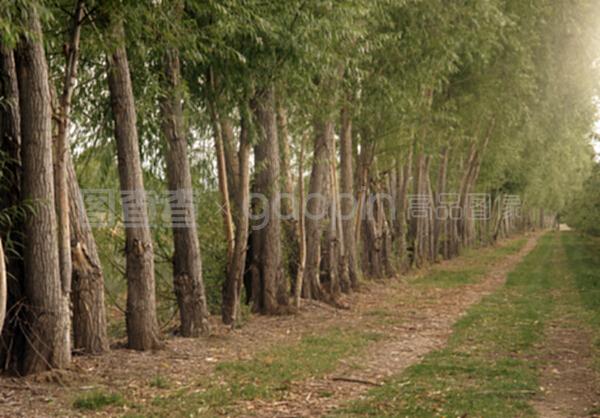 在農(nóng)場道路的果園邊緣種植保護(hù)樹木