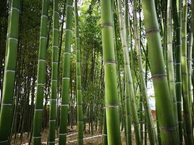 臨朐縣冶源鎮(zhèn)大力發(fā)展竹子種植,綠化了環(huán)境,帶動了脫貧致富!