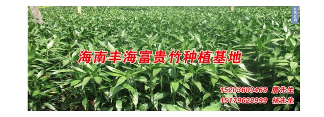 海南富貴竹,海南富貴竹批發(fā),海南富貴竹種植,富貴竹批發(fā)等產(chǎn)品介紹_報價_批發(fā)_供應信息 - 海南豐海富貴竹 - 嘻嘻哈哈分類信息
