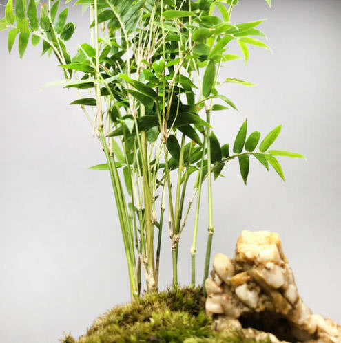 家里養(yǎng)這5種 竹 ,財運旺盛,生活節(jié)節(jié)攀高