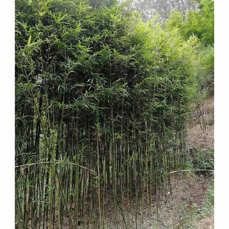 移植四方竹基地直供 批發(fā)四方竹 各種竹子觀賞竹種植-搜了網