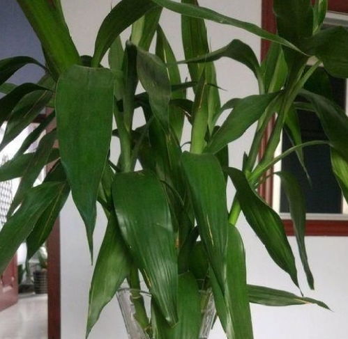 富貴竹養(yǎng) 2月 不生根,原來是 栽種 忘了一步,現在做來得及