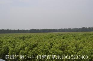 2013年秋季美國竹柳3號種植繁育基地竹柳價格表_農副產品_世界工廠網