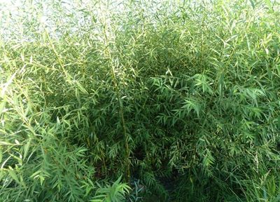 廣西竹柳批發(fā)@廣西竹柳供應-全州縣振財竹柳苗場|廣西美國竹柳|美國竹柳3號 產品展示(廣西竹柳批發(fā)|價格_廣西美國竹柳供應_廣西竹柳種植|基地)-金泉網