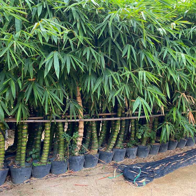 羅漢竹產地批發(fā) 羅漢竹袋苗價格 羅漢竹基地直供