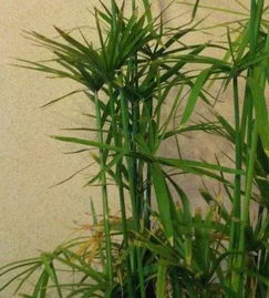 有 3種花草 喜歡水,放水越多,長得越壯實,新手養(yǎng)護(hù)都可以