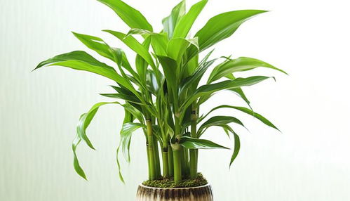 家里光線不足,養(yǎng)這7種陰性花,養(yǎng)在客廳里,沒有陽光,長的最旺
