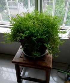 能夠招財?shù)娘L(fēng)水植物 風(fēng)水植物招財?shù)挠心男? class=