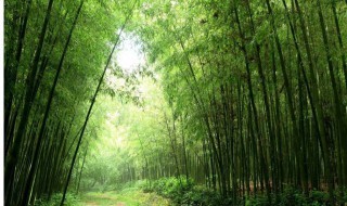 竹子幾月份種植 竹子的種植時(shí)間