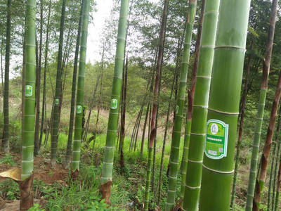 竹筒酒是個(gè)謊言,竹筒當(dāng)成酒瓶你們會(huì)喜歡嗎