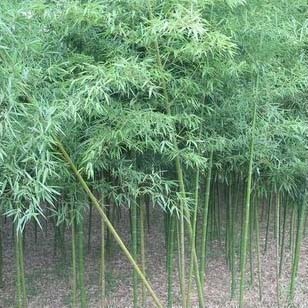 福建竹苗種植,提供優質苗木,信譽
