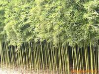 綠化工程各種竹子、淡竹、紫竹、毛竹、金鑲玉、剛竹、竹子