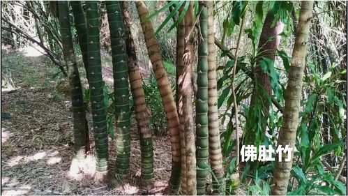 佛肚竹 羅漢竹原產(chǎn)地中國華南,古語有云 寧可食無肉,不可居無竹
