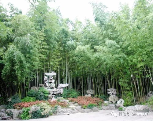 庭院養(yǎng)竹的講究 告誡 院里千萬別這樣種竹子 半年身體就出問題