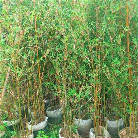 批發(fā)慈孝竹孝順竹竹子苗竹根庭院綠化觀賞園林工程