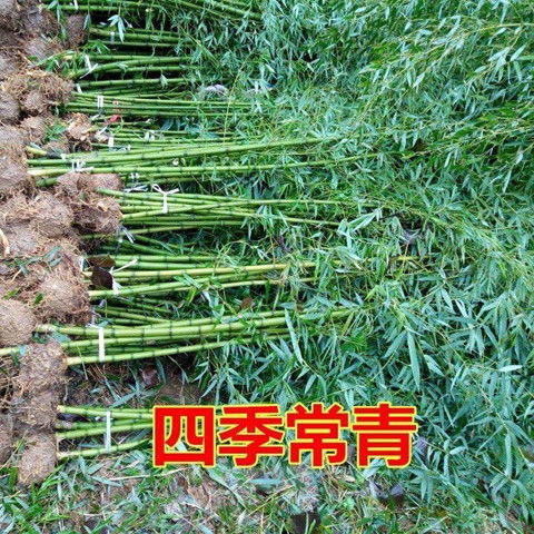 北方大竹子苗室外耐寒庭院大型根戶外小型種植風(fēng)水筍四季常青植物
