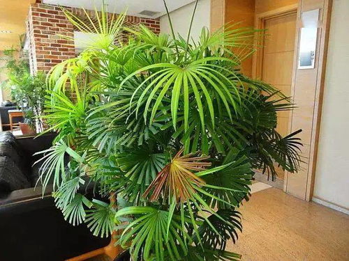 大熱天養(yǎng)花得預(yù)防 中暑 ,養(yǎng)花度夏指南來啦