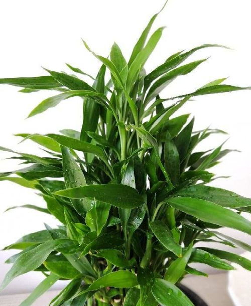 這種小粉末,是富貴竹爛根克星,喂它吃點(diǎn)幾天就恢復(fù)如初