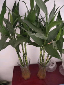 富貴竹養(yǎng)10天就黃葉 用2種 液體 養(yǎng),2周生根 葉子翠綠