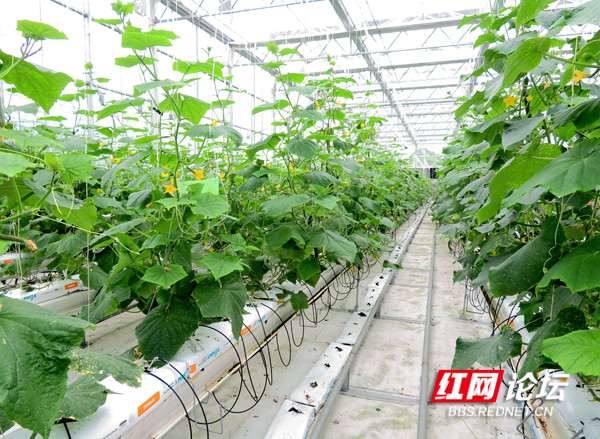 種田就像進(jìn)工廠,在竹泉山我看見了未來農(nóng)業(yè)的樣子