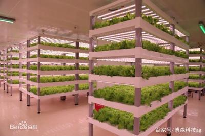 能讓小白菜15天就能上市,一年四季能中草莓,看大數(shù)據(jù)如何實(shí)現(xiàn)