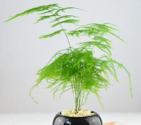 家有 4種 耐陰花,采光差依然爆滿盆,快養(yǎng)起來吧