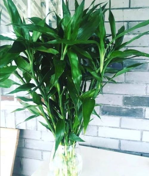 水培富貴竹葉子發(fā)黃,瓶子里加3種 營養(yǎng) ,葉子濃綠光亮