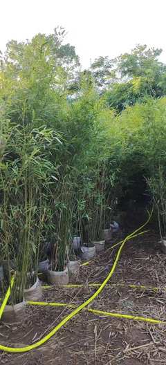 海南竹子種植技術(shù)_海南冠平竹子批發(fā)苗圃