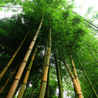 批發(fā) 金鑲玉竹 金鑲玉竹苗 園林綠化竹子苗 規(guī)格齊全