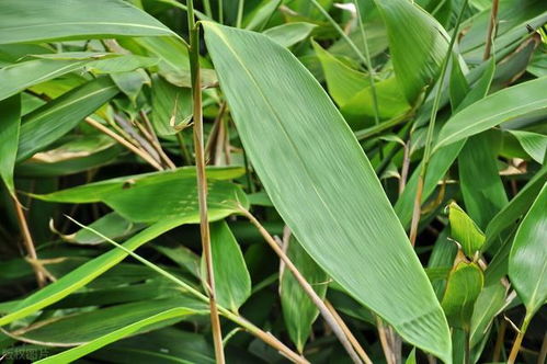 農(nóng)村常見 竹葉草 ,珍貴價值大,一斤10元,農(nóng)民種植一畝賺3萬