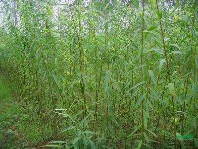 批發(fā)美國速生竹柳3號 景觀樹能源樹 造林季節(jié)收益高 一個月內(nèi)包成活率