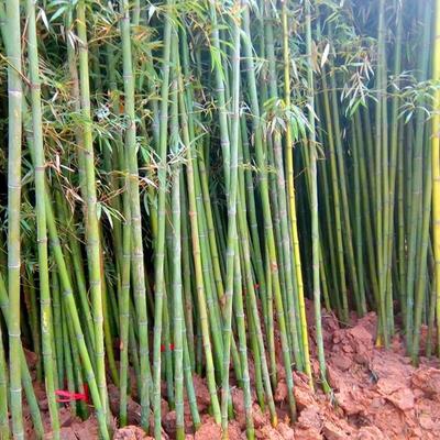 羅漢竹批發(fā)羅漢竹作用羅漢竹種植宿遷誠盛園林