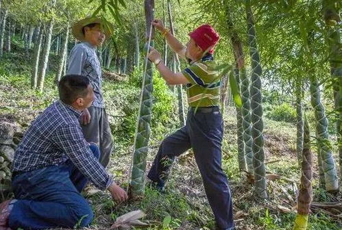 40多歲,回農(nóng)村做這3種生意,工作不算累,比在外打工賺錢多